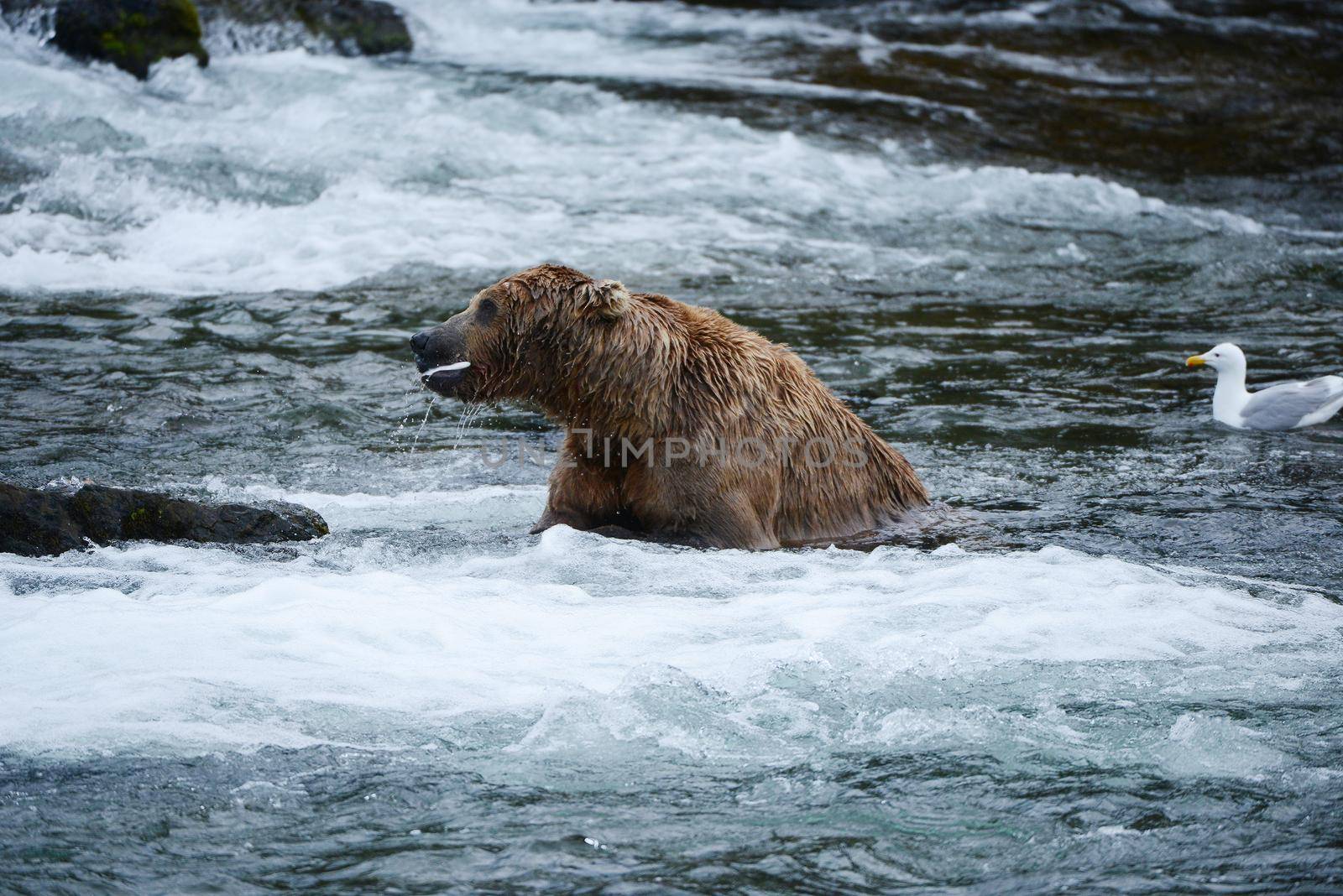 grizzly bear in katmai by porbital