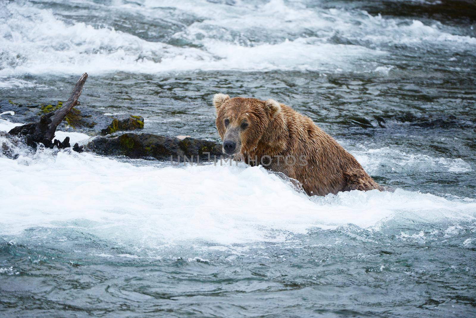 grizzly bear in katmai by porbital