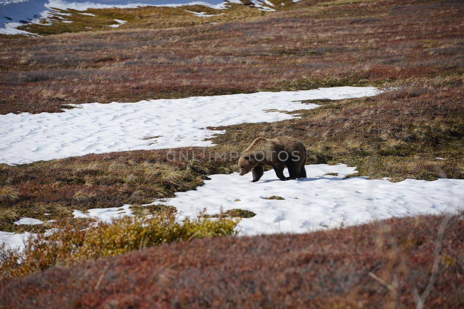 grizzly bear in denali by porbital