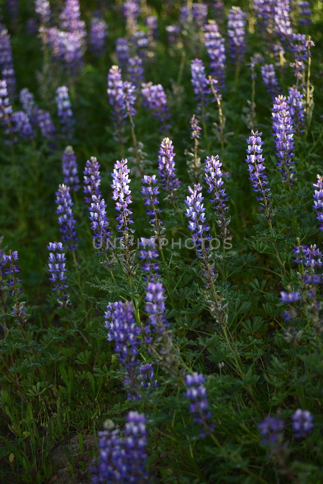 purple wild lupine flower with late afternoon light