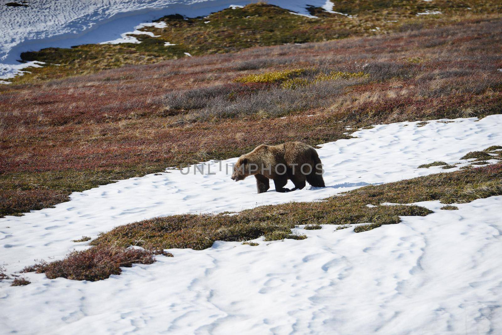 grizzly bear in denali in autumn