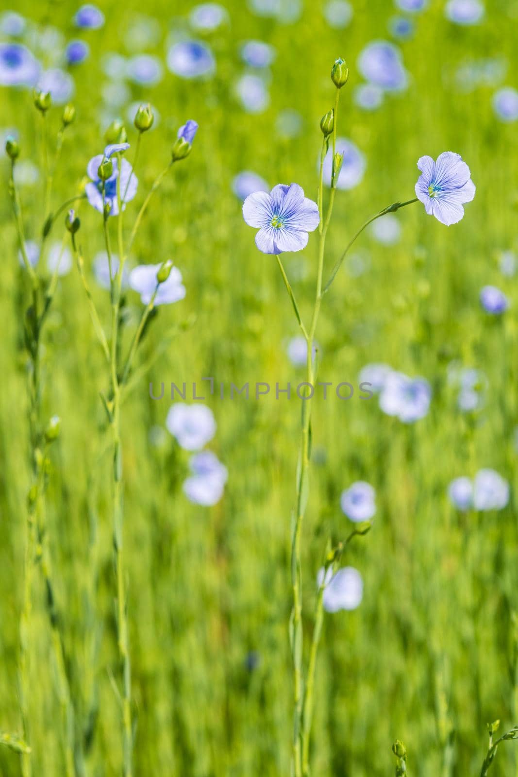 blue flax field closeup at spring shallow depth of field
