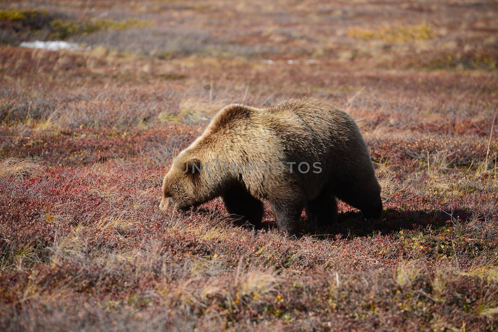 grizzly bear in denali by porbital