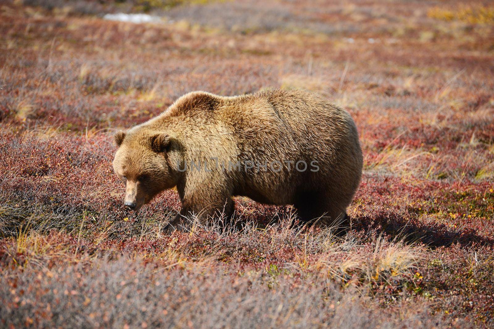 grizzly bear in denali in autumn