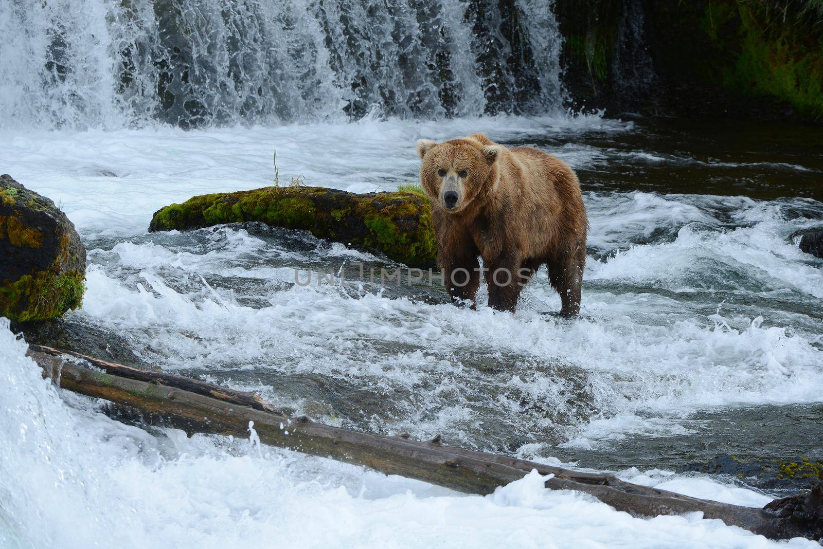 grizzly bear hunting salmon by porbital