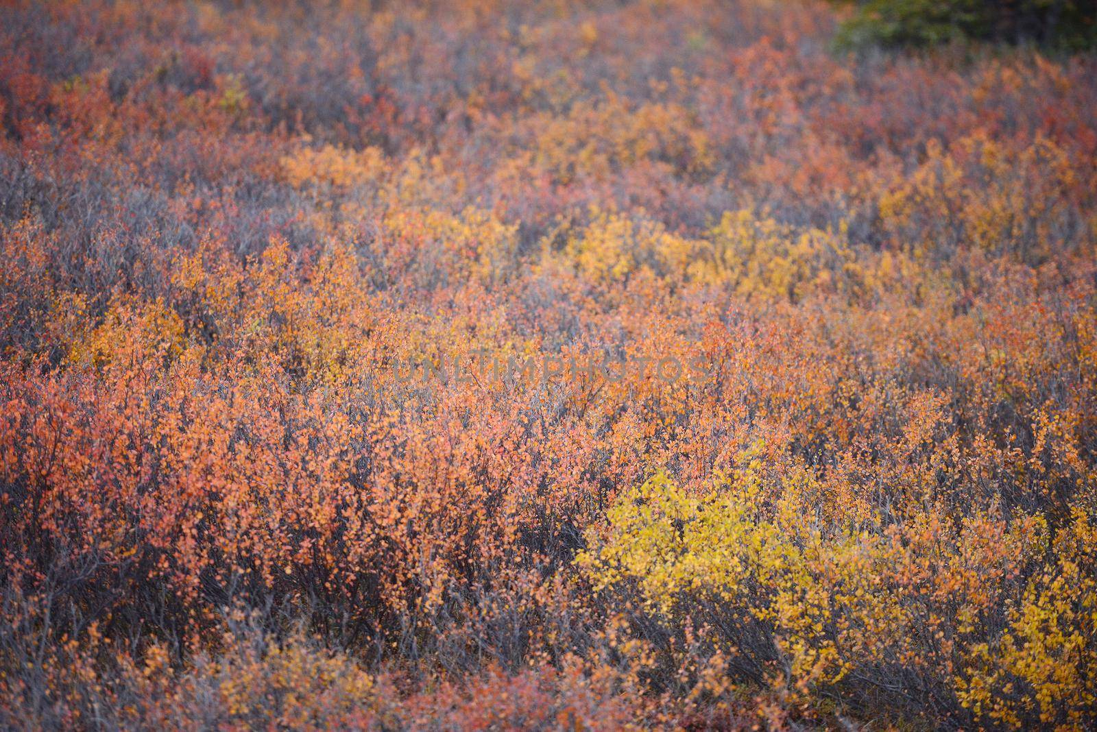 autumn color in denali tundra