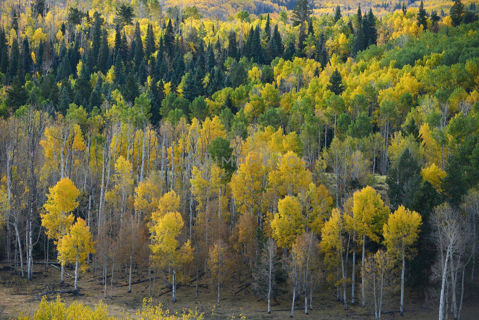 yellow aspen tree from colorado in autumn