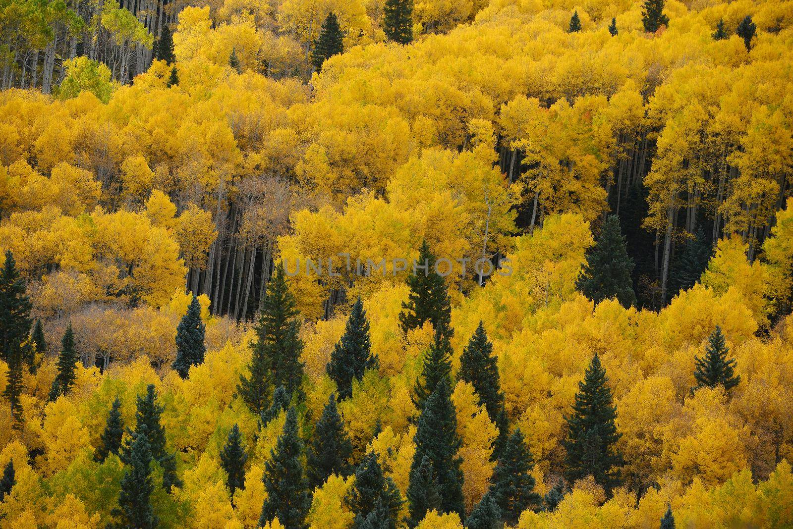 yellow aspen tree from colorado in autumn