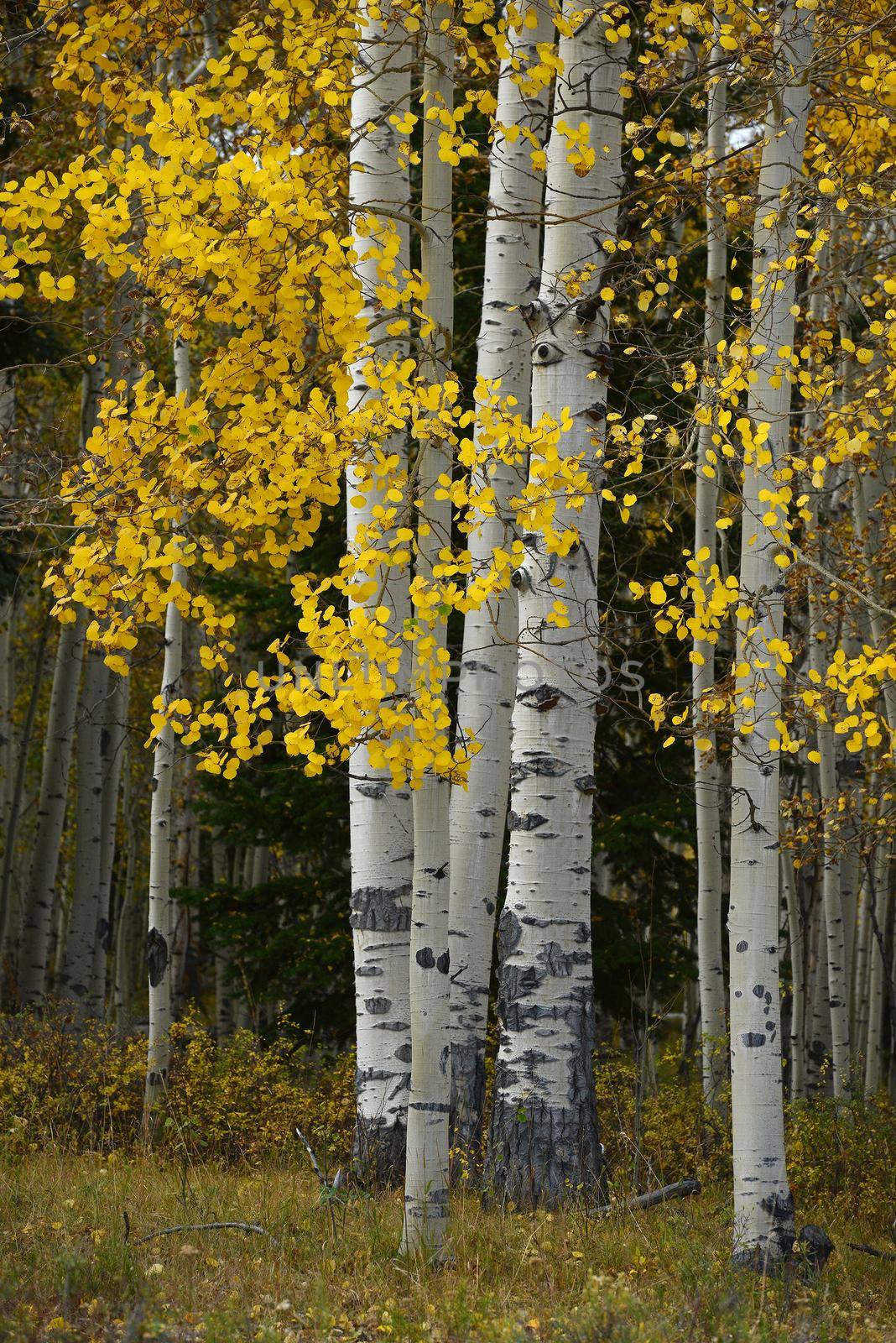 yellow aspen tree from colorado in autumn