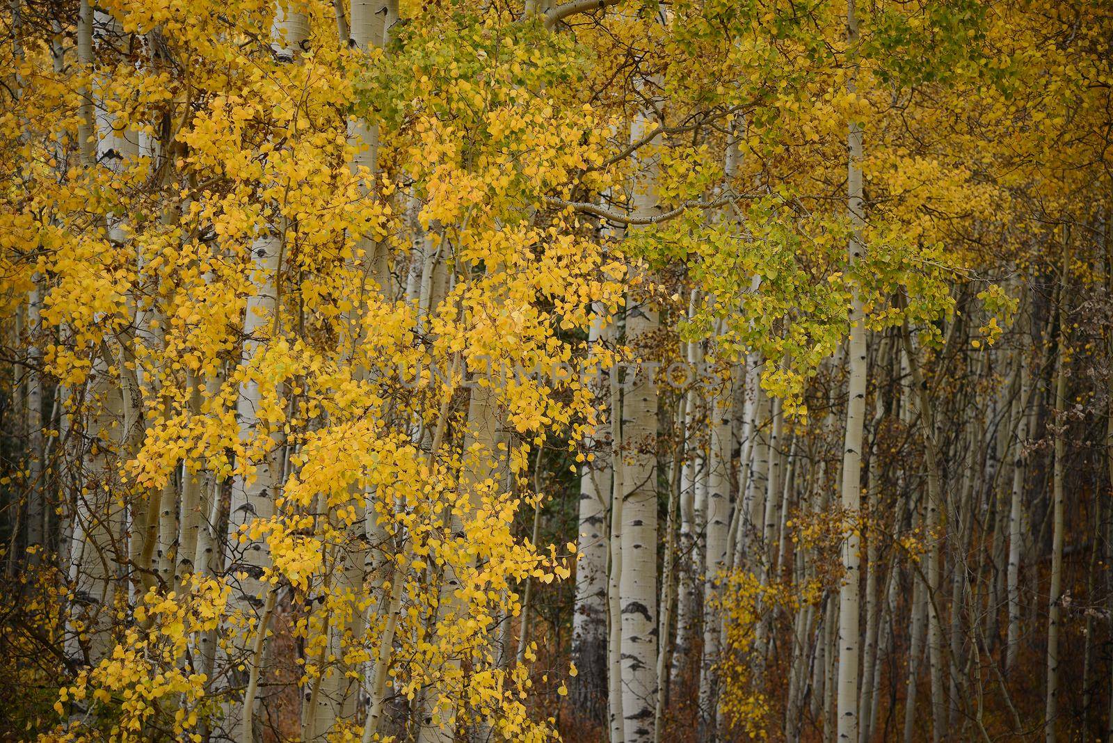 yellow aspen tree from colorado in autumn