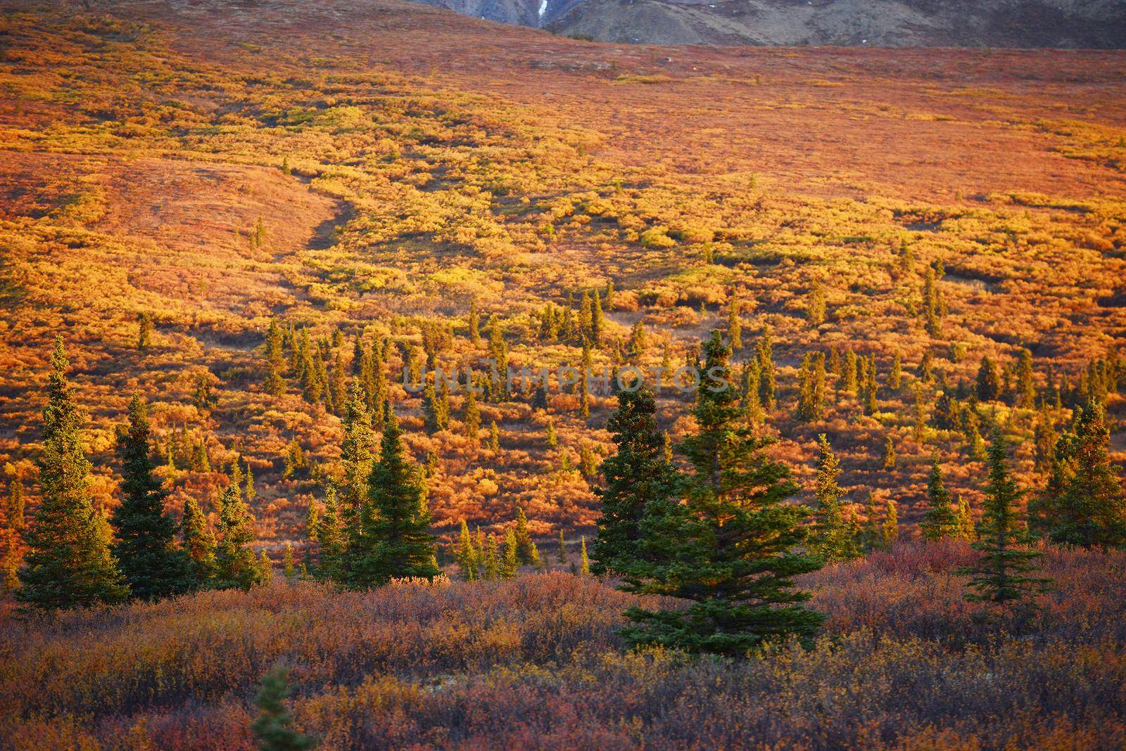 autumn color in denali tundra