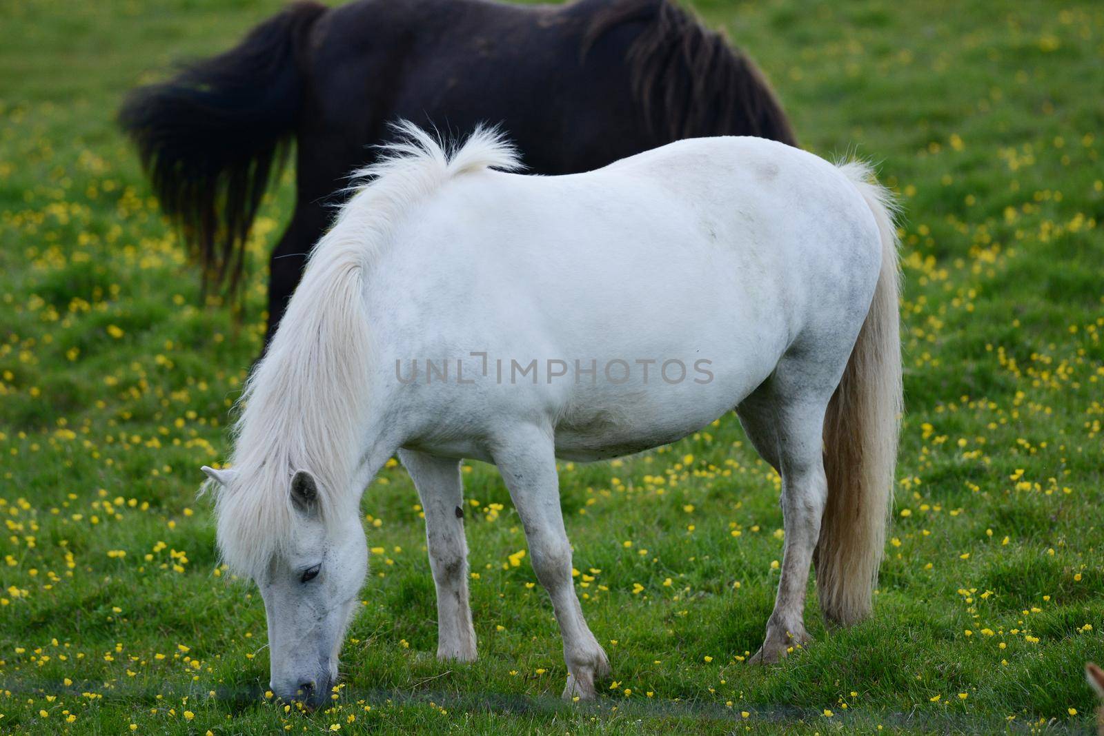Iceland Horse by porbital
