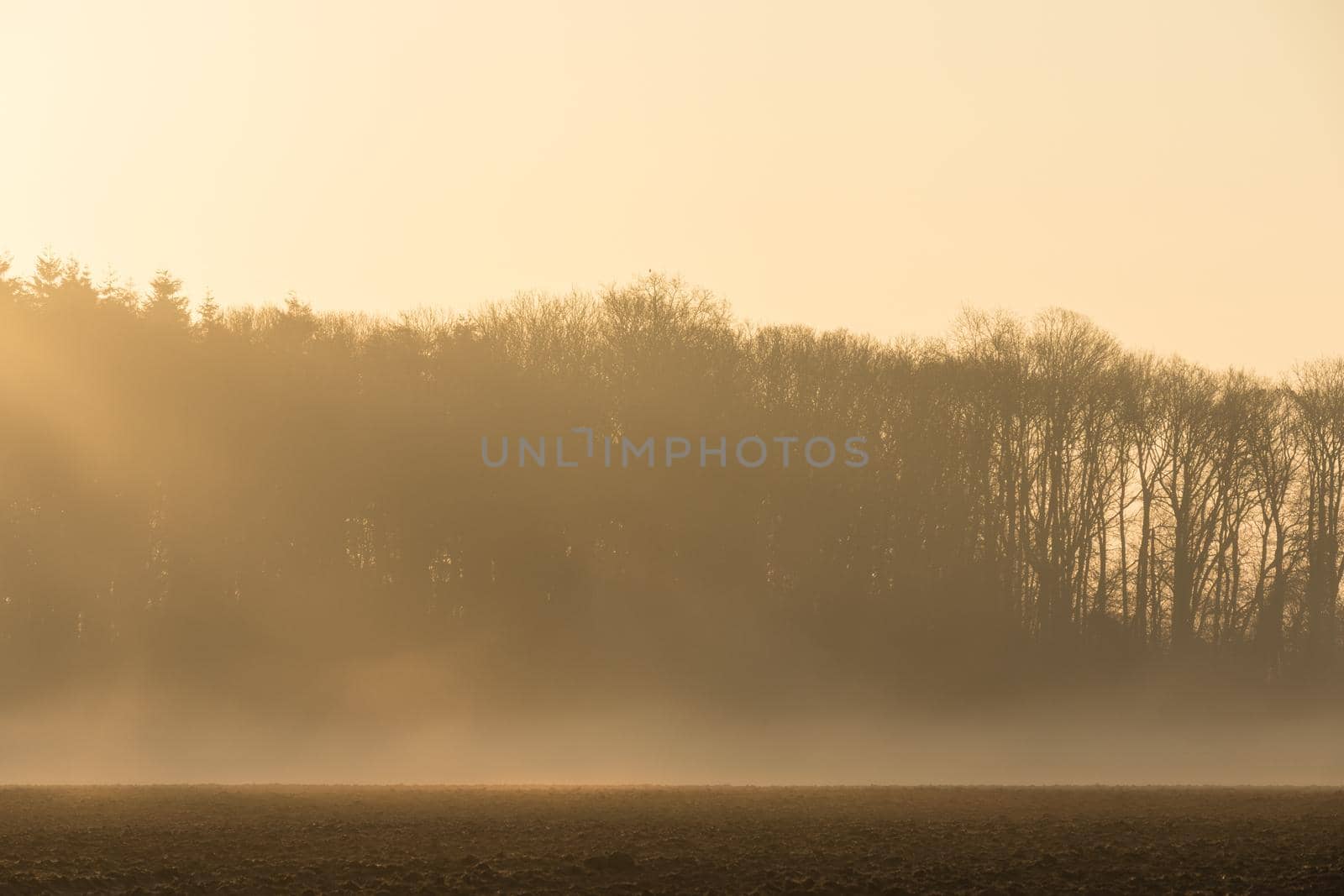 country landscape in the morning in the mist