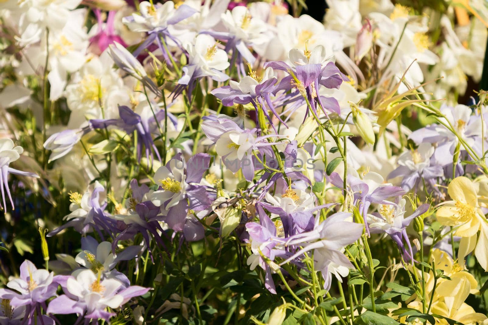 Delicate mixed columbine flowers in a floral market