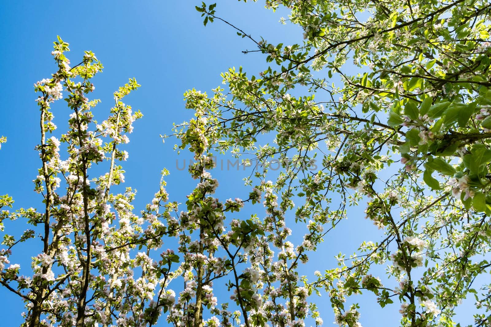 apple orchard in bloom in spring under the sun and blue sky by jp_chretien