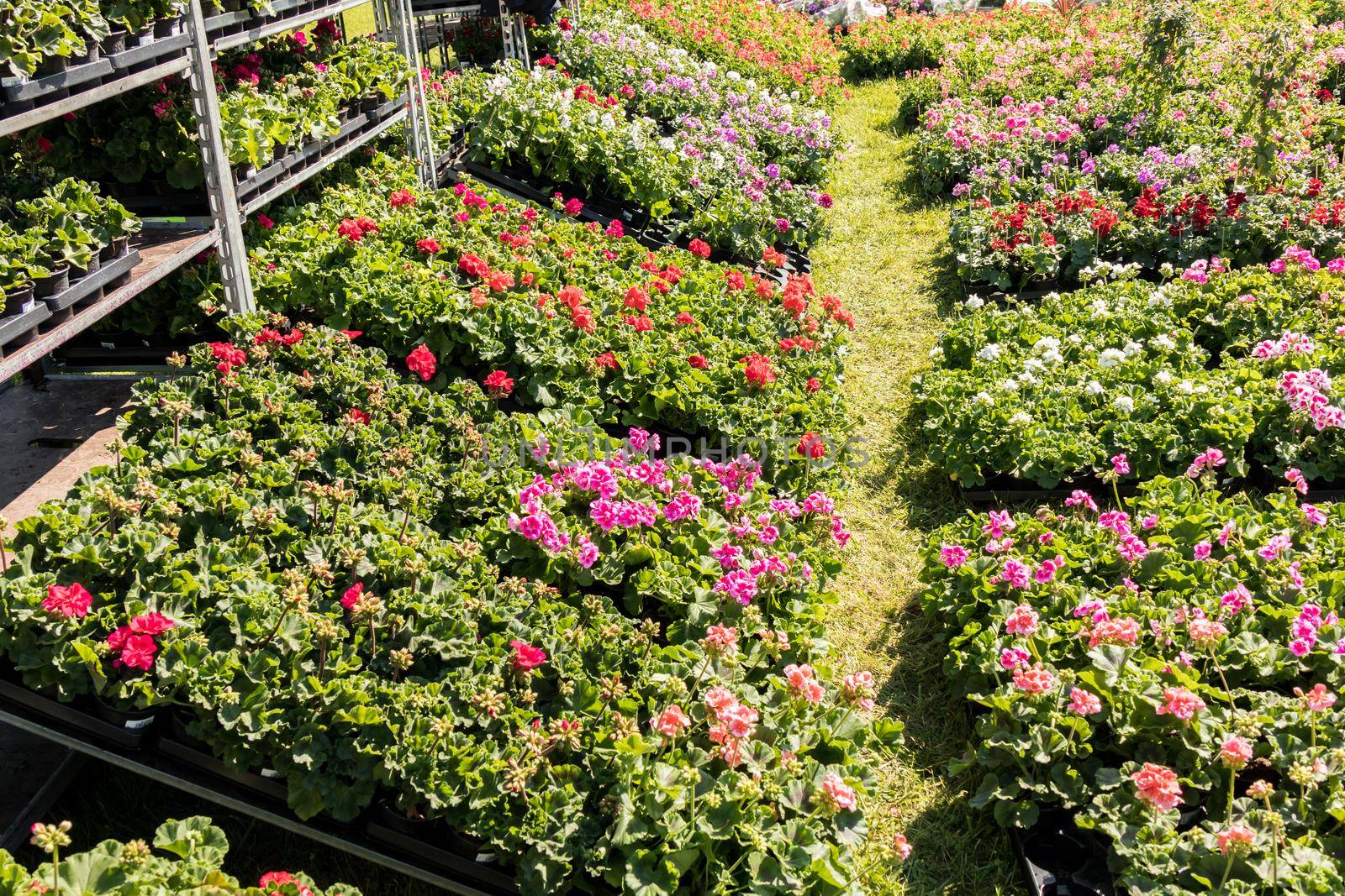 flowering geraniums in a spring flower market