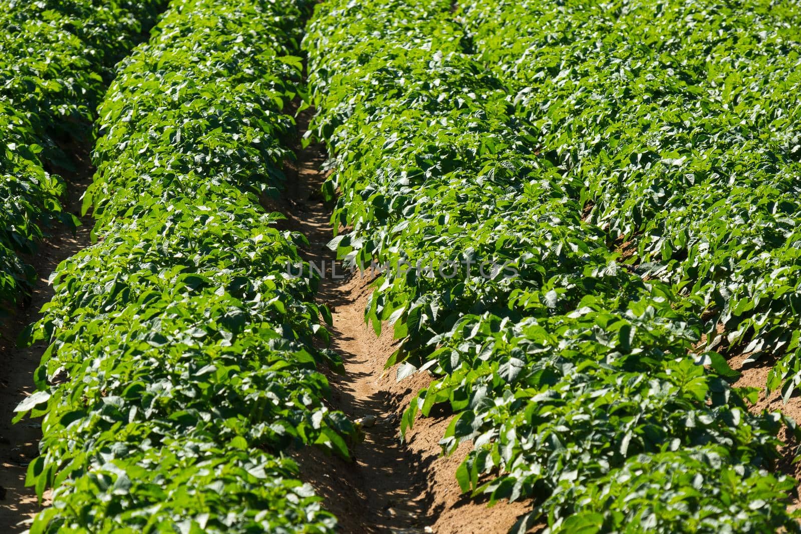 Large potato field with potato plants planted in nice straight rows