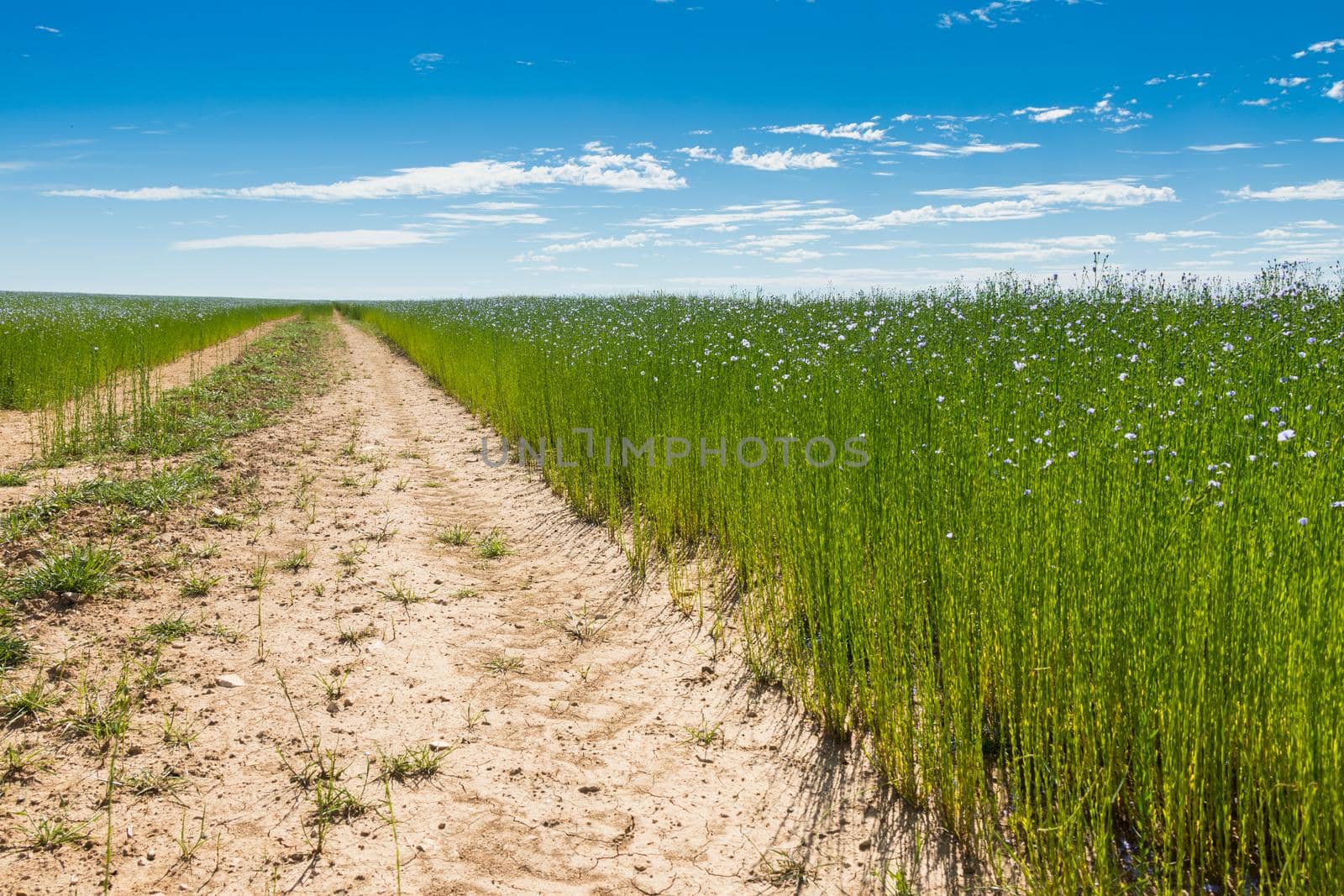 Large field of flax in bloom in spring