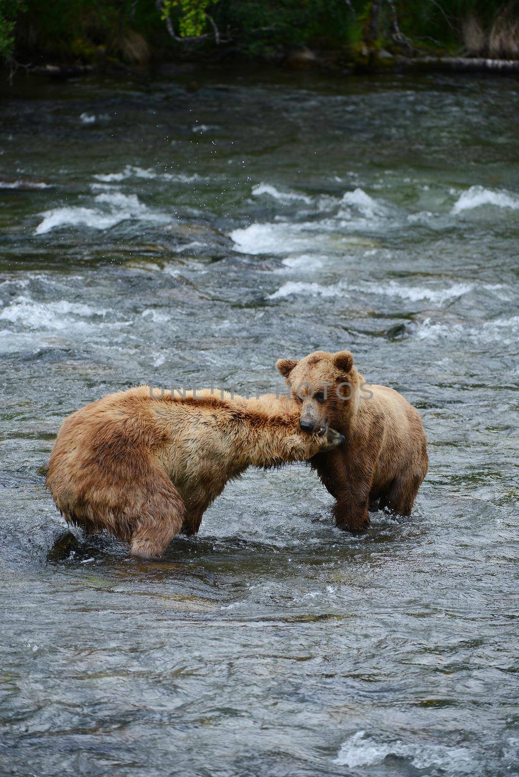 grizzly bear fighting in a river at katmai national park