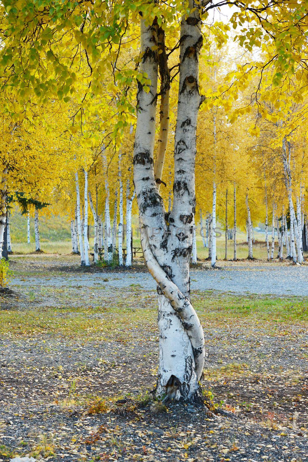 crooked aspen tree