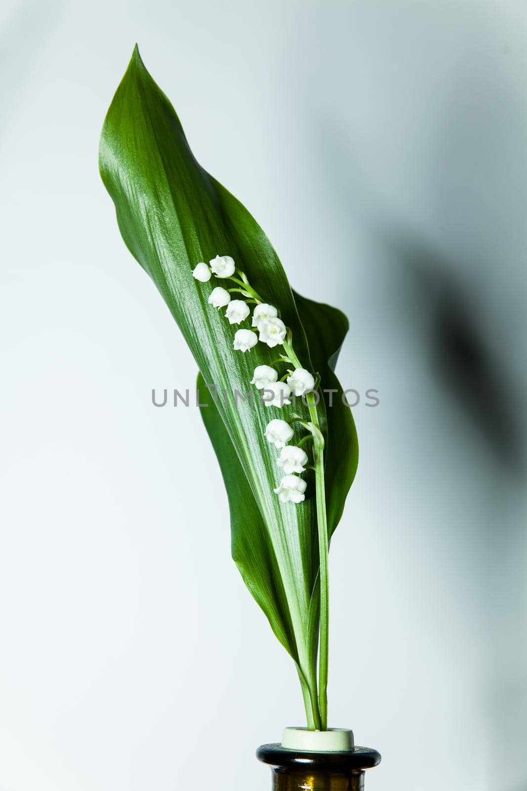 lily of the valley with 13 bells lucky