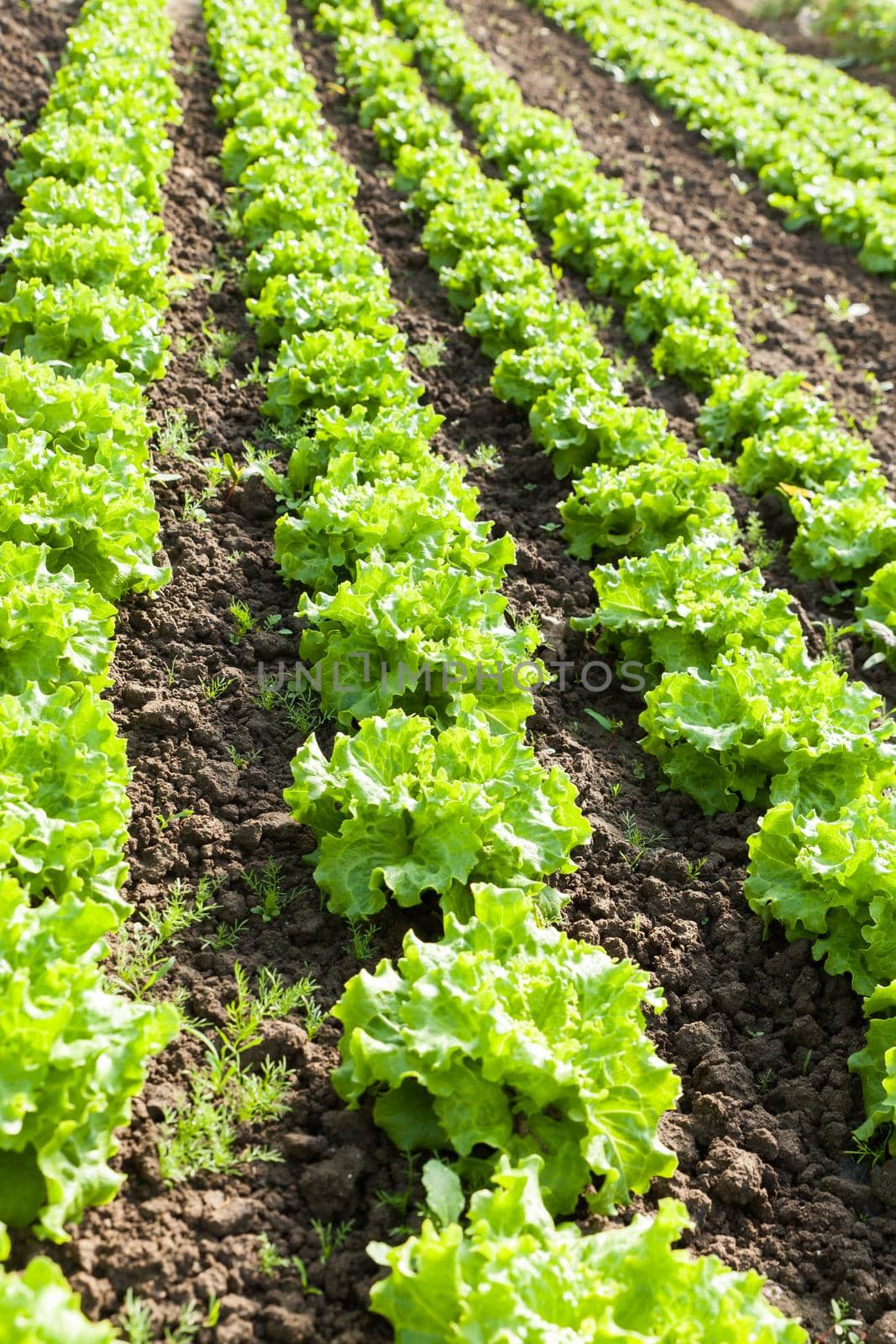 culture of organic salad in greenhouses