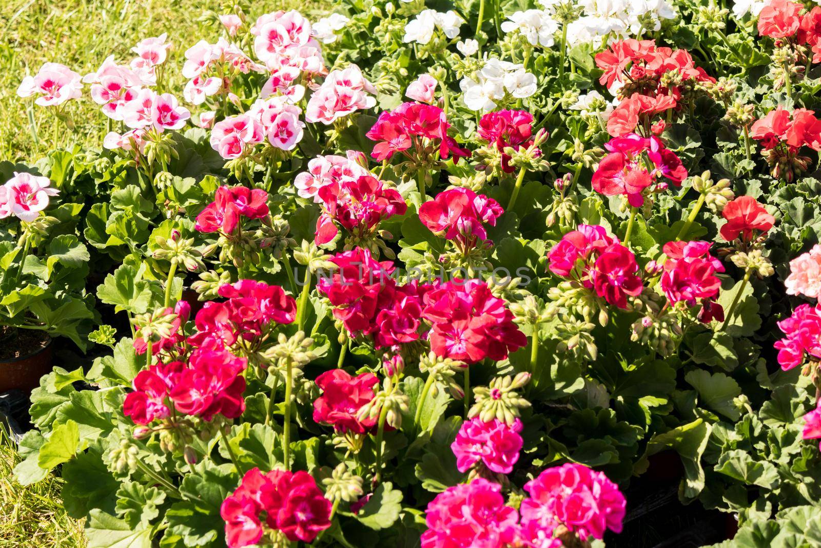 flowering geraniums in a spring flower market