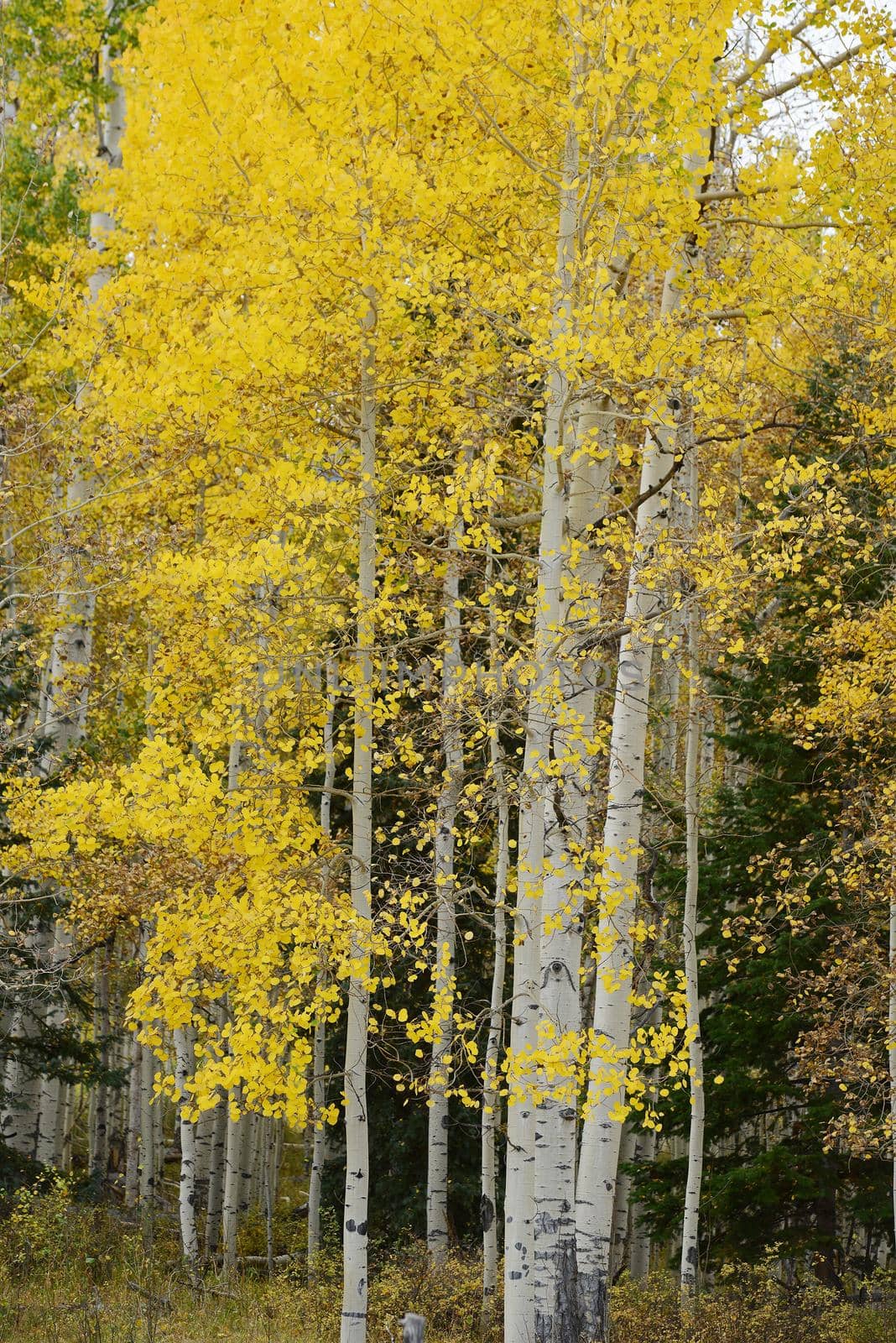 yellow aspen tree from colorado in autumn