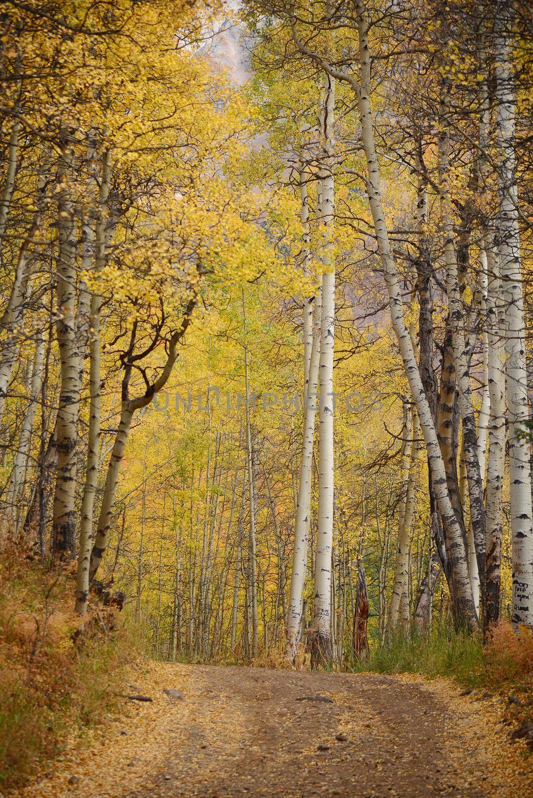 yellow aspen tree from colorado in autumn