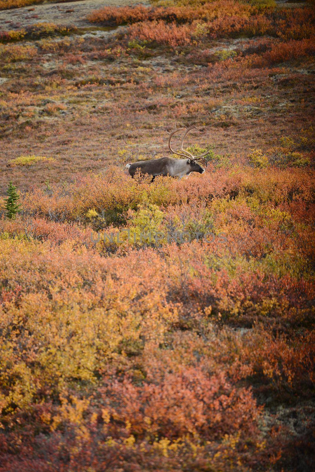 caribou in denali fall color