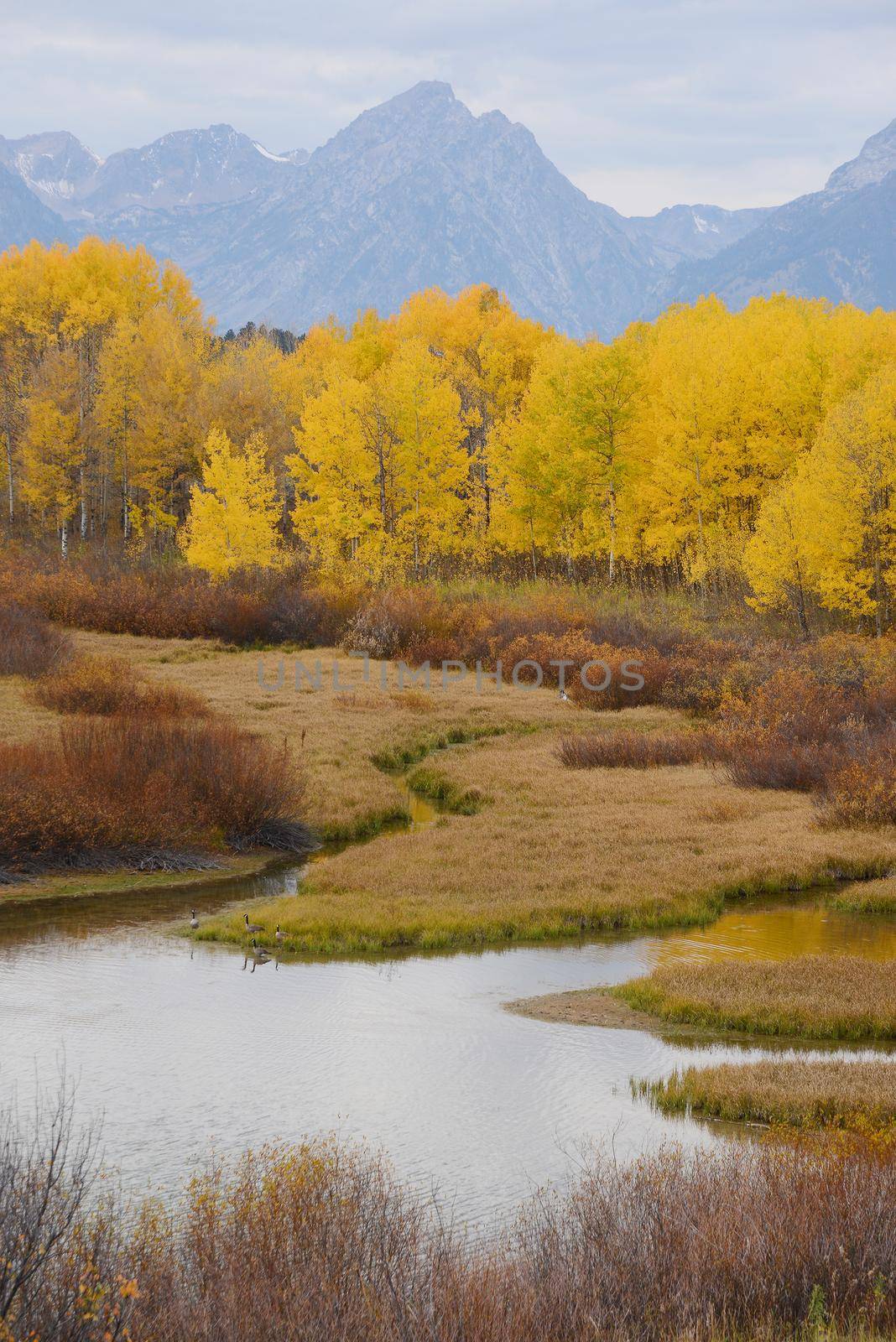 fall color at grand teton national park