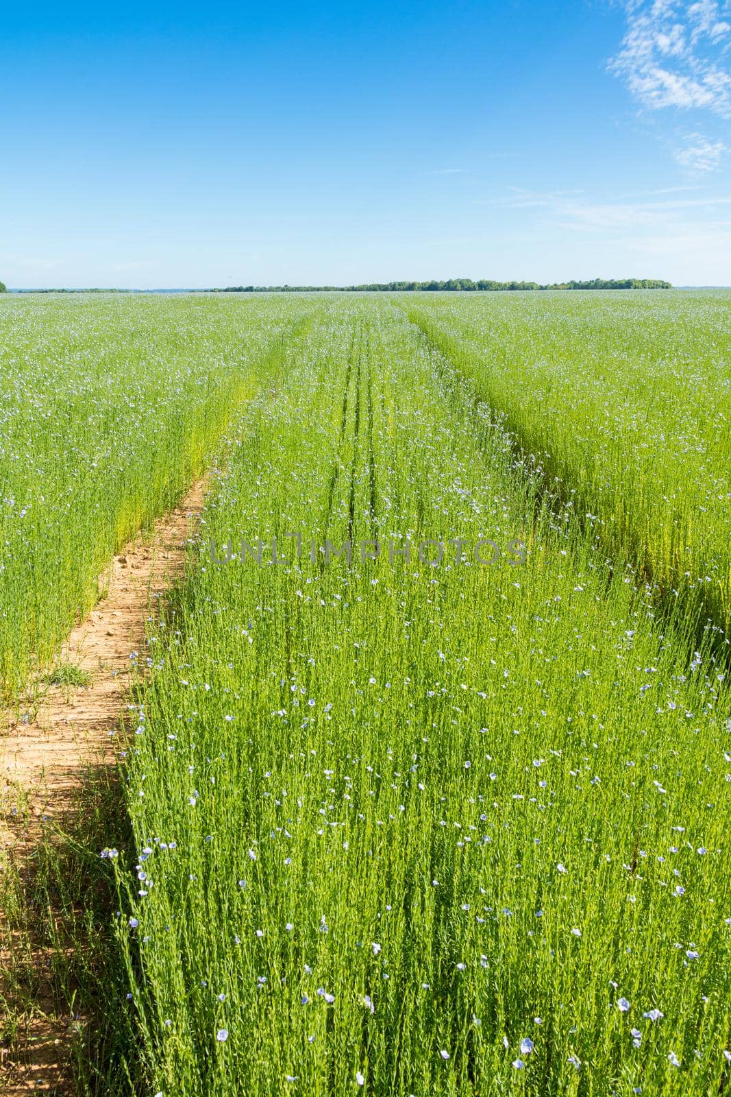 Large field of flax in bloom in spring