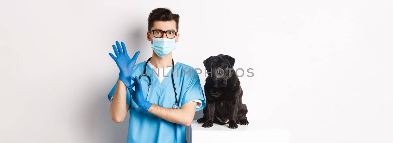 Handsome vet doctor in veterinarian clinic put on gloves and medical mask, examining cute little dog pug, white background by Benzoix