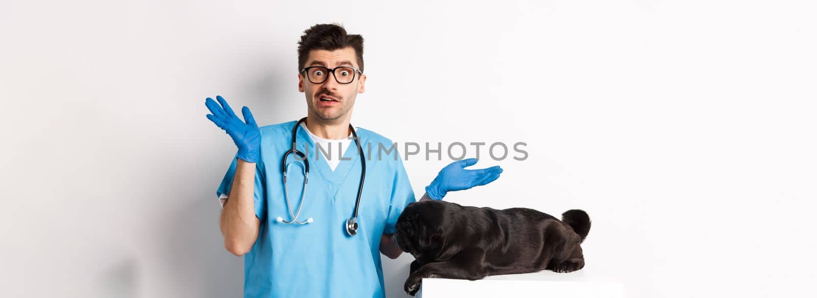 Veterinarian doctor intern in scrubs shrugging, confused how to examine dog, pug lying on table, white background.