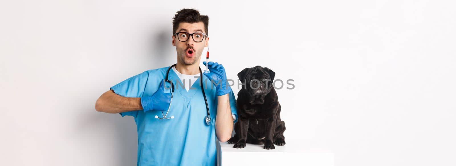 Handsome male doctor veterinarian holding syringe and standing near cute black pug, vaccinating dog, white background.