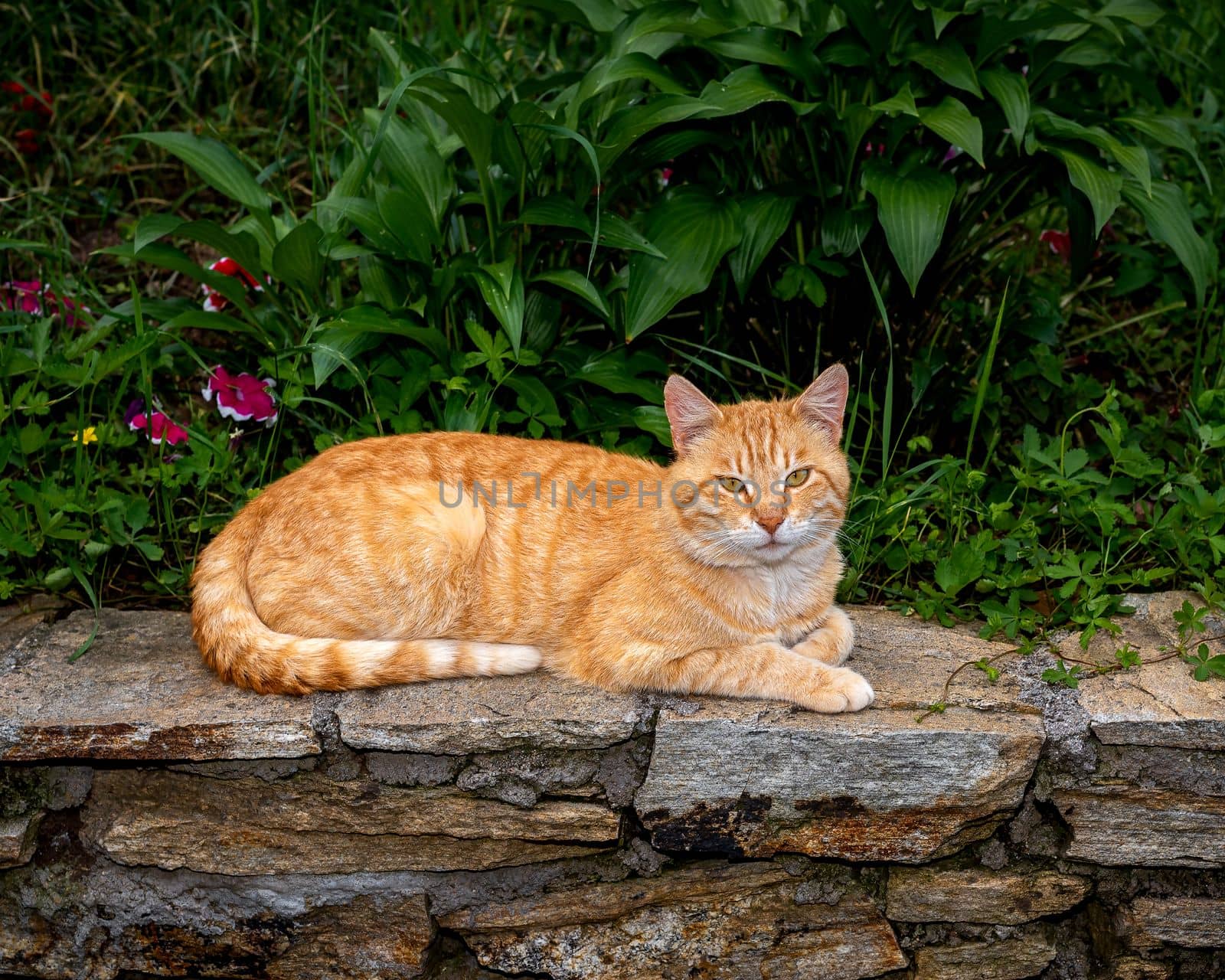 Ginger cat resting in front of the camera by Millenn