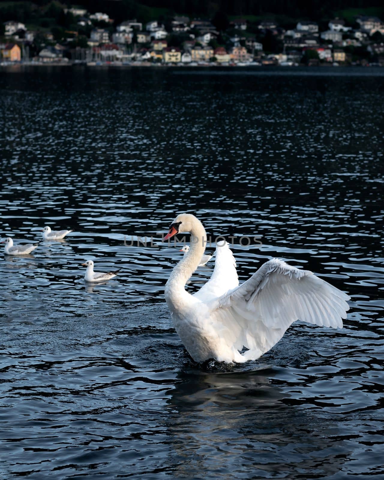 White swan swimming in the lake by Millenn