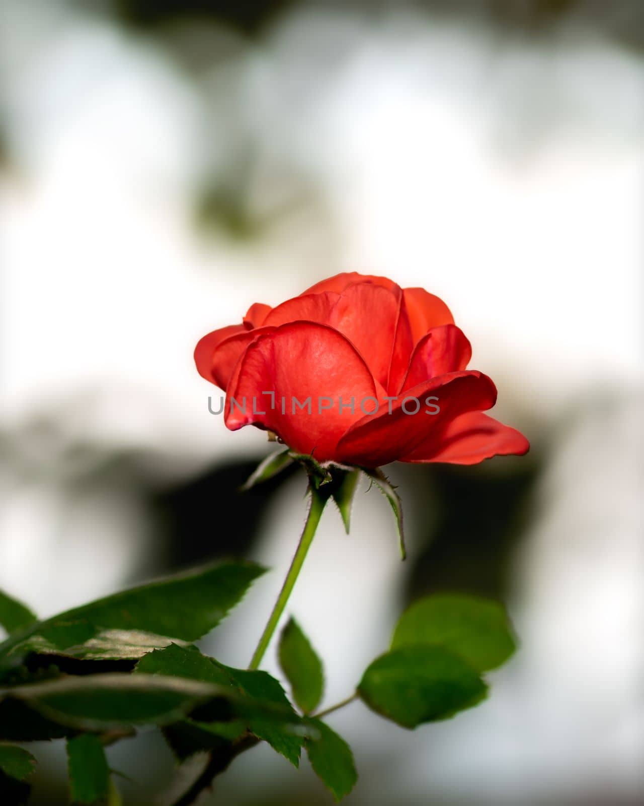 Red rose flower on blurred background, close-up photo of red rose flower