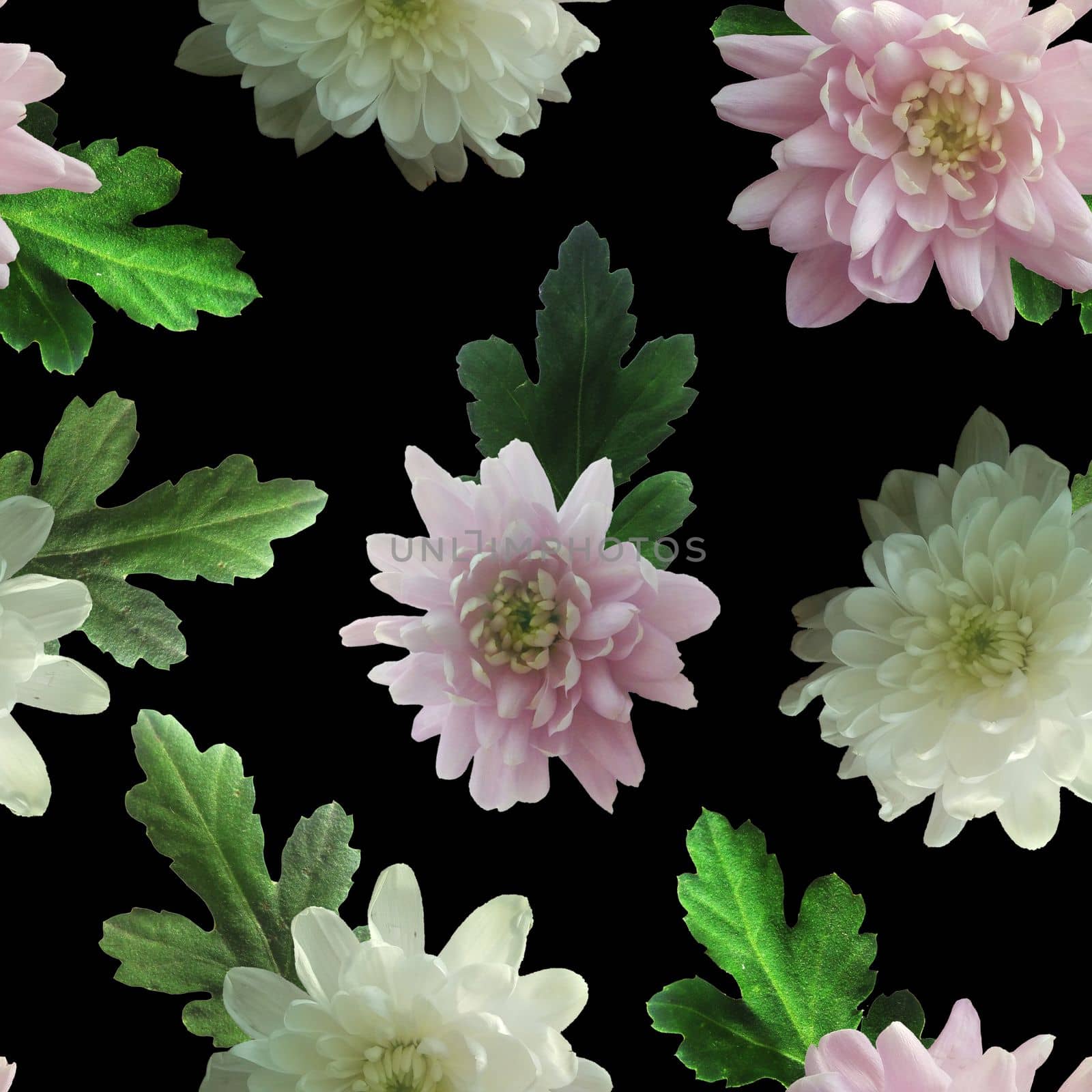 Photo and Digital Seamless Pattern with Nature Chrysanthemums Flowers. by Rina_Dozornaya