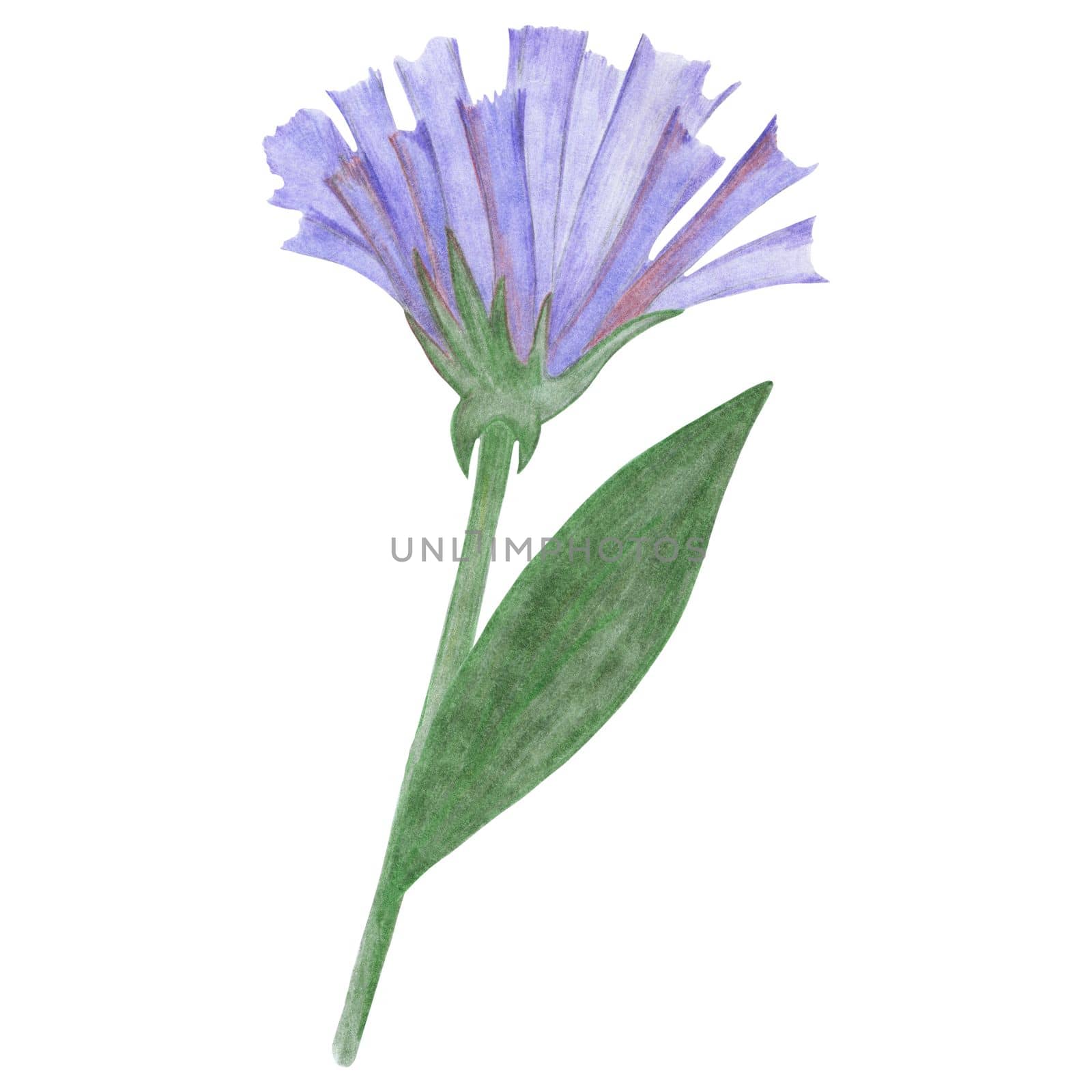 Blue Flowers with Green Leaves Isolated on White Background. Blue Flower Element Drawn by Colored Pencil.
