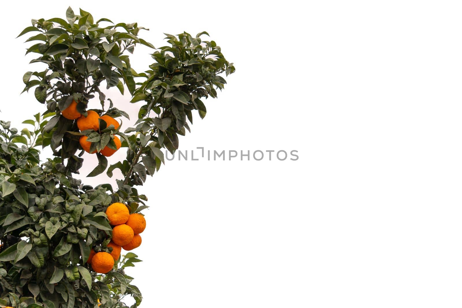 orange tree with its fruits isolated on white background