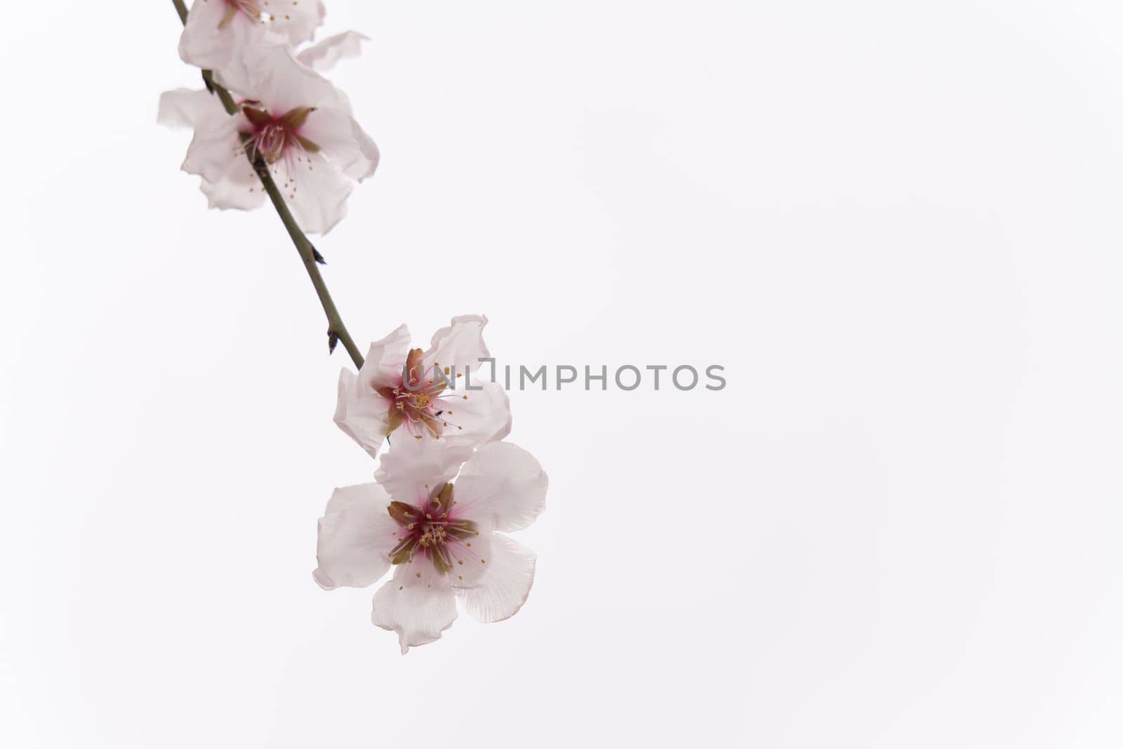 almond blossoms on branch in foreground isolated on white background