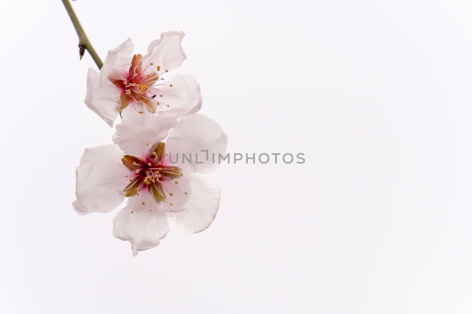 almond blossoms on branch in foreground isolated on white background
