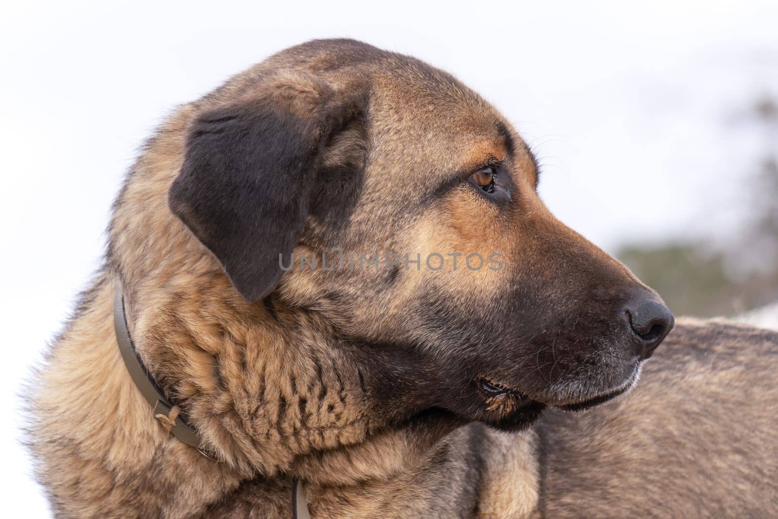 close-up of a shepherd dog ,mastin del pirineo,white background and copy space