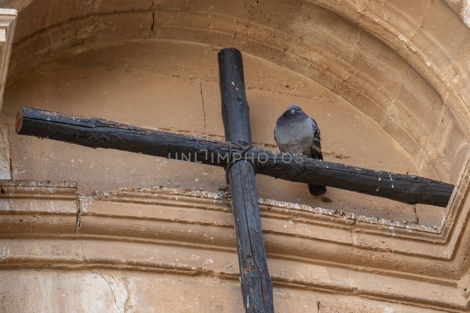 dove perched on a Christian cross by joseantona