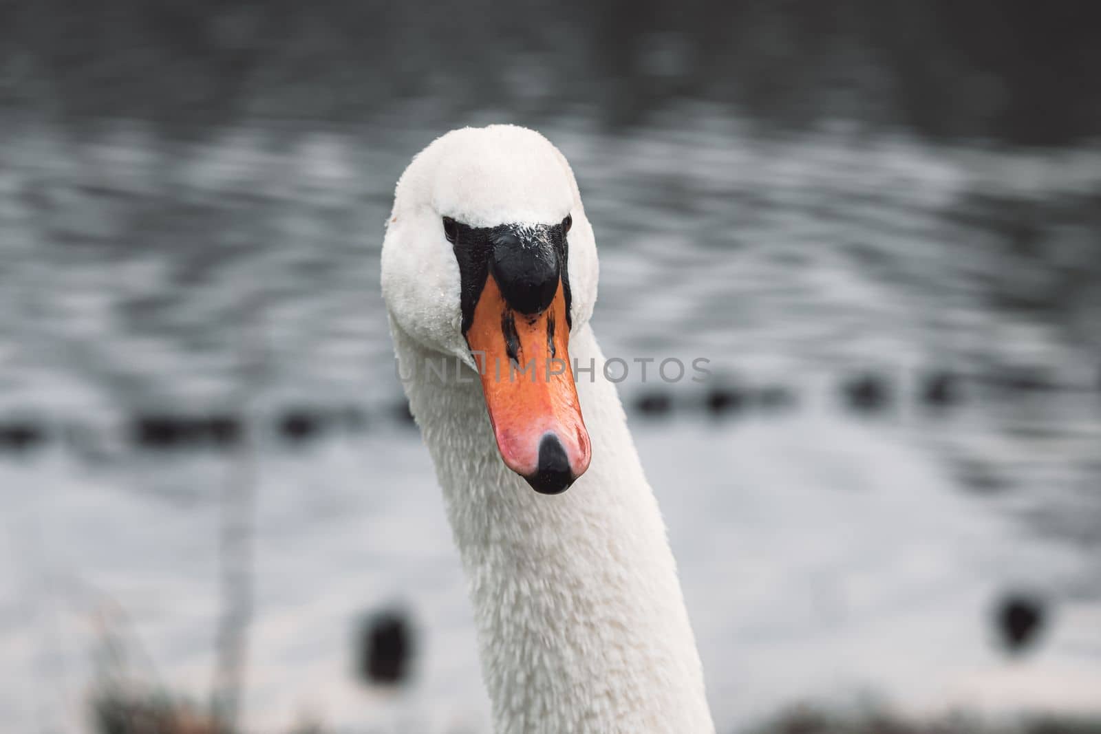 Beautiful white swan. Close up at swan face. White swan swimming in pond.