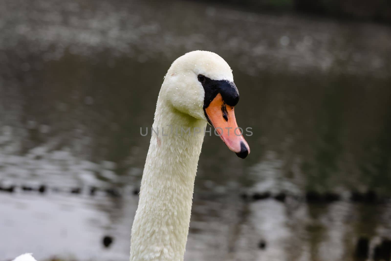 Beautiful white swan. Close up at swan face. White swan swimming in pond.