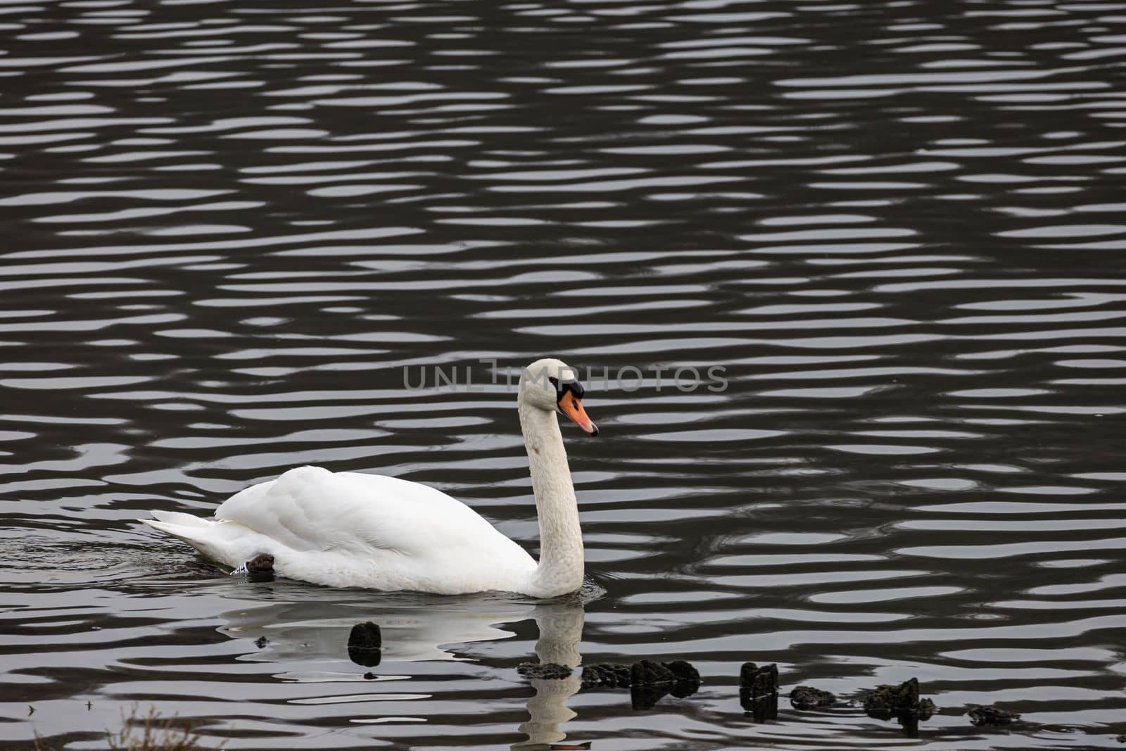 Beautiful white swan swimming in the pond. Portrait of a beautiful swan
