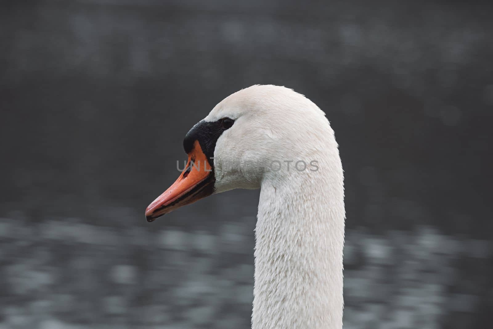 Beautiful white swan. Close up at swan face. White swan swimming in pond.