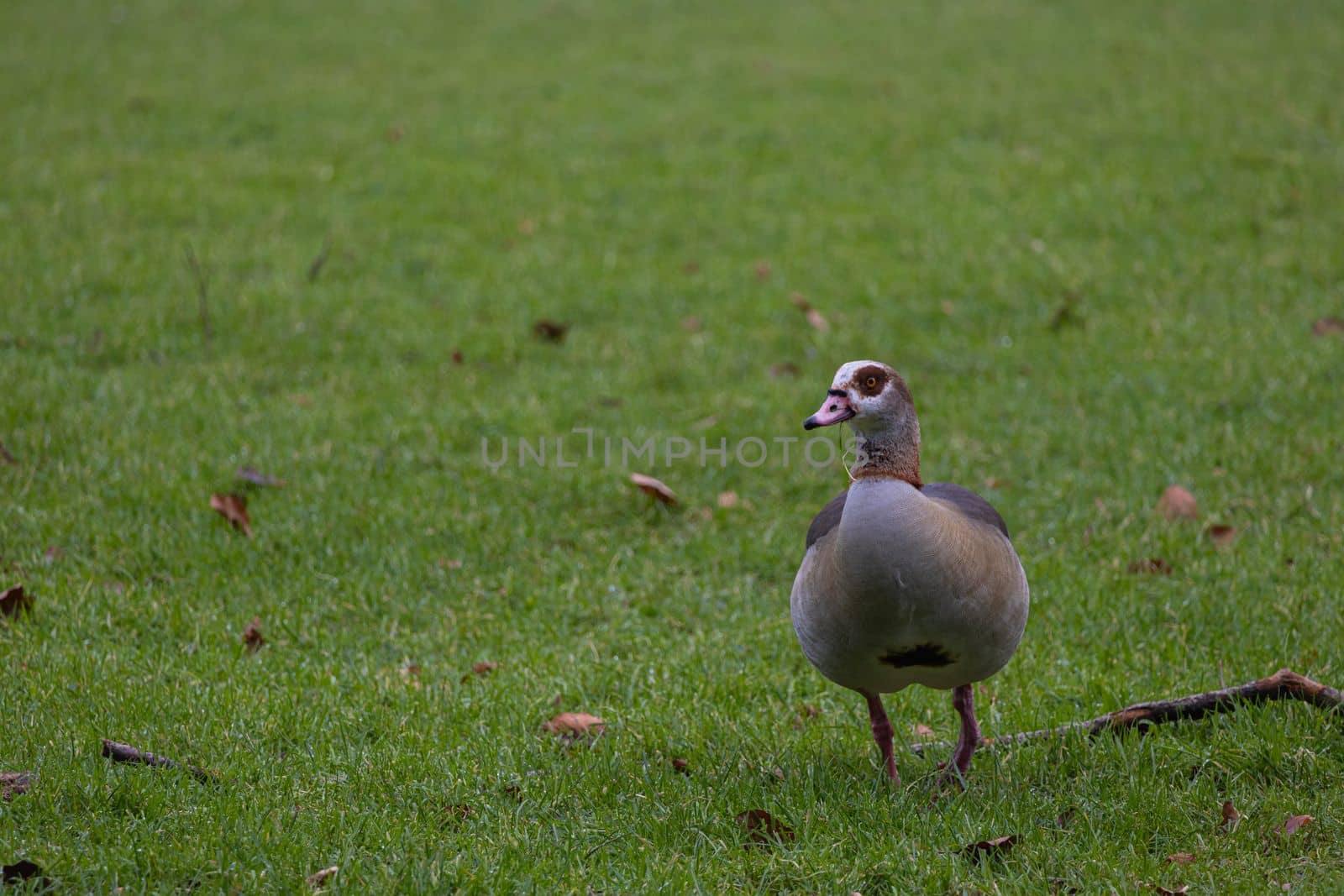 Portrait of Beautiful nile goose. Beautiful Egyptian goose on meadow. Goose standing on the grass